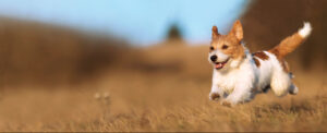 Playful happy cute smiling pet dog puppy running