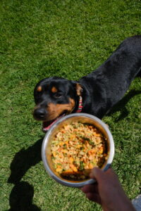 Dog Food
