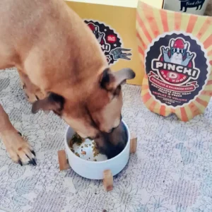 Dog eating Pinchi D Dog Food