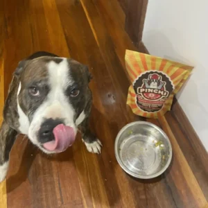Dog with Pinchi D Dog Food